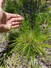 Dichanthelium depauperatum