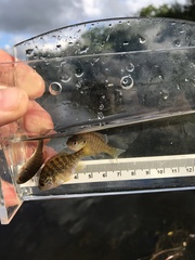 Lepomis peltastes