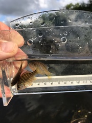 Lepomis peltastes