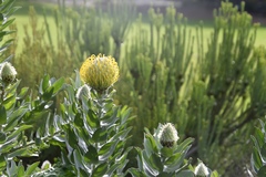 Leucospermum