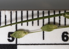 Dichanthelium depauperatum