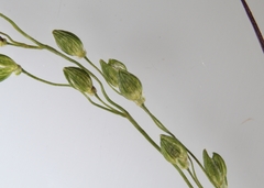 Dichanthelium depauperatum