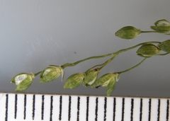 Dichanthelium depauperatum