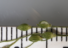 Dichanthelium depauperatum