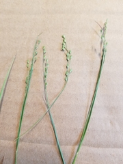 Dichanthelium depauperatum