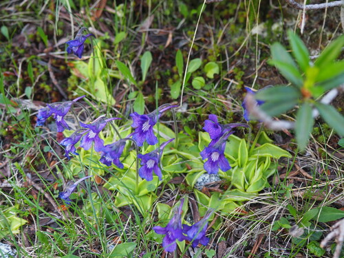 Image of Pinguicula grandiflora by (c) Sylvain Gérard, some rights reserved (CC BY)
