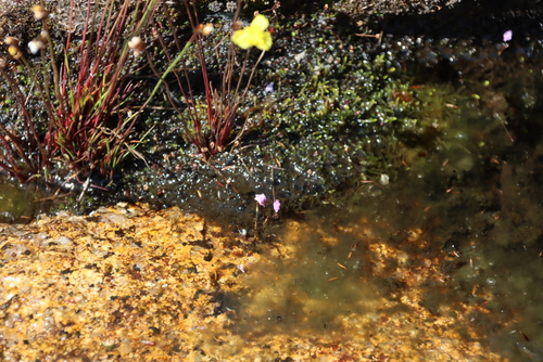 Image of Utricularia livida by (c) Tony Rebelo, some rights reserved (CC BY-SA)
