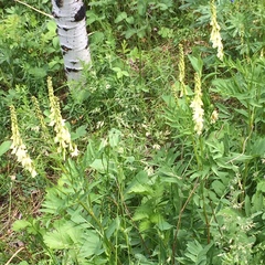 Hedysarum sulphurescens