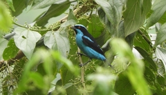 Dacnis hartlaubi