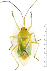 Urostylididae