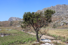 Agarista salicifolia, photograph (c) Tony Rebelo, some rights reserved (CC BY-SA)