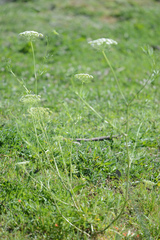 Große Knorpelmöhre (Ammi majus): Herkunft und Verwendung — Foto 2