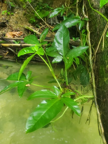 Syngonium auritum