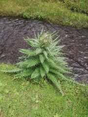 Cirsium nivale
