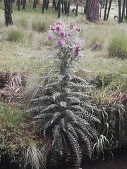 Cirsium nivale
