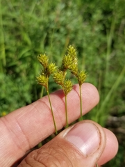 Carex tenera