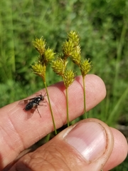 Carex tenera