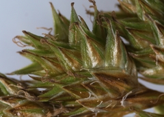 Carex tenera