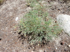 Astragalus bolanderi