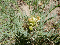Astragalus bolanderi