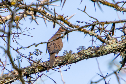 Mourning Dove photographed in Tennessee