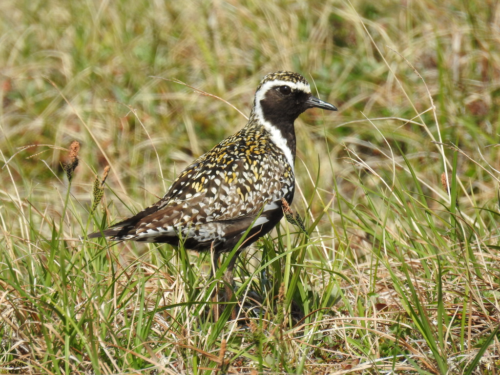 Pacific Golden Plover