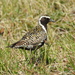 Pacific Golden-Plover - Photo (c) James M. Maley, some rights reserved (CC BY), uploaded by James M. Maley