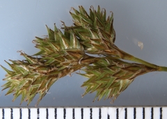Carex tenera