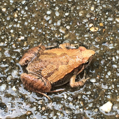 Microhyla