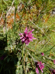 Castilleja lemmonii