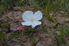 Oenothera acaulis