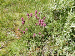 Castilleja lemmonii