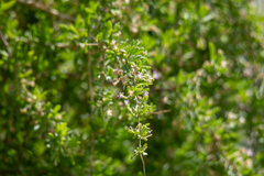Lycium torreyi, photograph (c) Kevin Floyd, some rights reserved (CC BY)