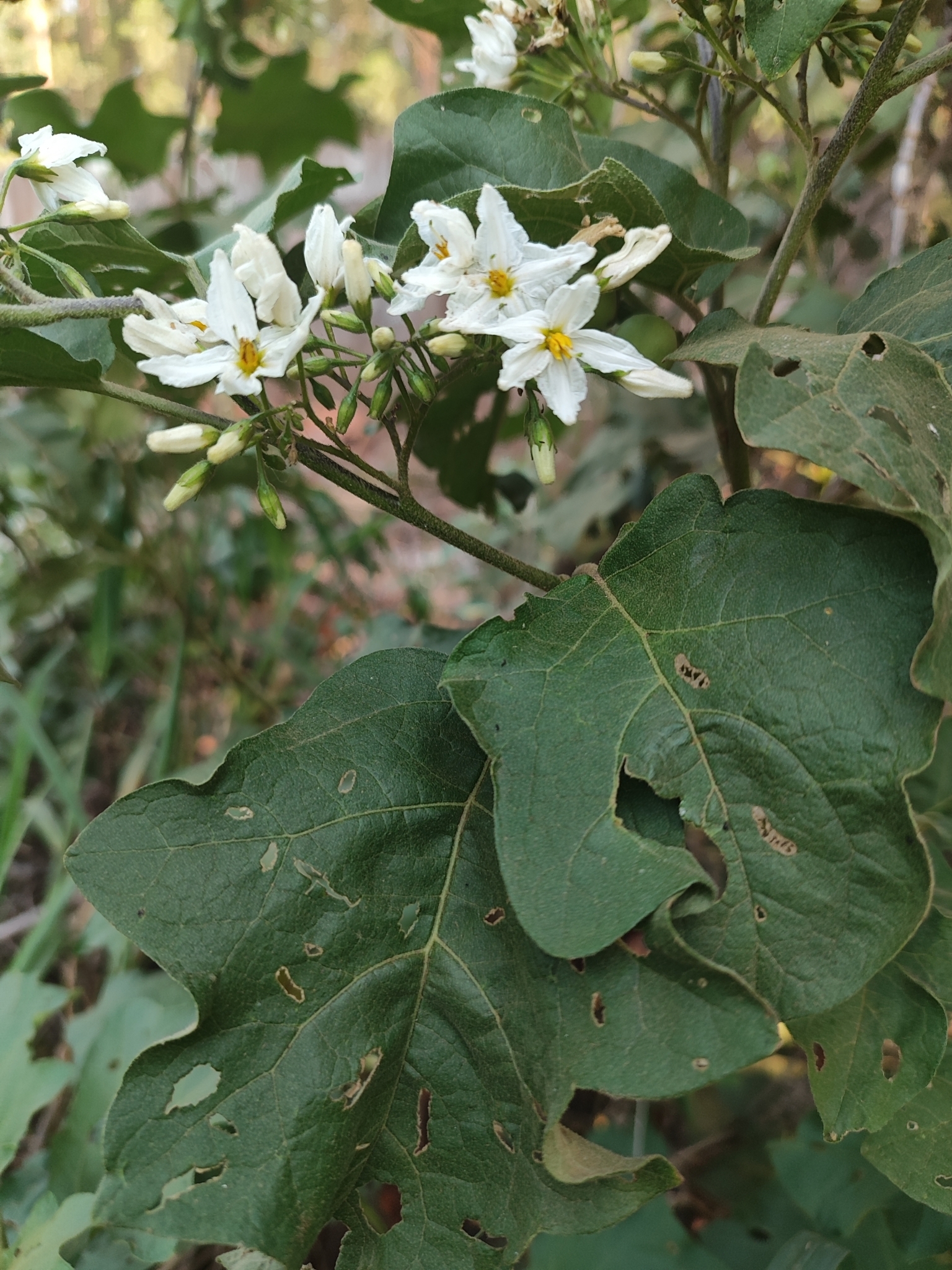 Solanum torvum