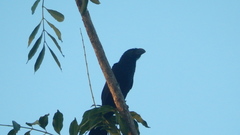 Crotophaga ani