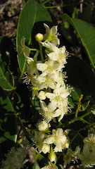 Rourea doniana