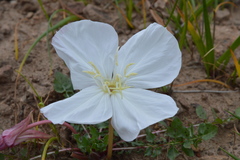 Oenothera acaulis
