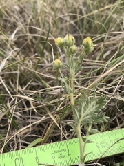 Potentilla bipinnatifida