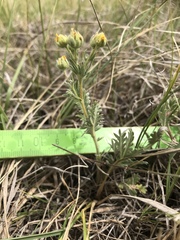 Potentilla bipinnatifida
