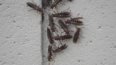 Polistes versicolor