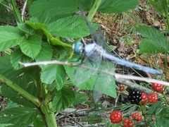 Libellula vibrans