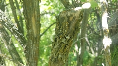 Myricaceae