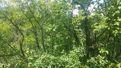 Myricaceae