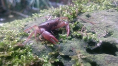 Pseudothelphusa dugesi