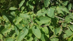 Myricaceae