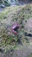 Pseudothelphusa dugesi