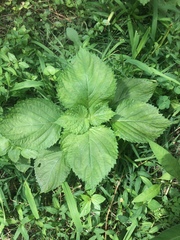 Perilla frutescens