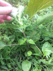Perilla frutescens