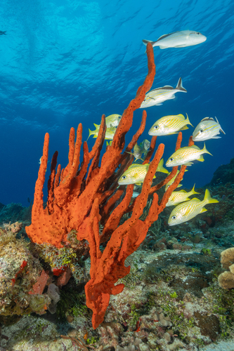 Amphimedon compressa Duchassaing & Michelotti, 1864