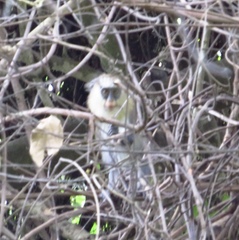 Cercopithecus campbelli